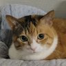 tekoro 🐈's profile picture