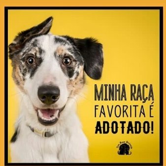 Anjos para adoção's profile picture