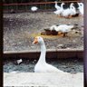 crushedpan profil fotoğrafı