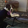 KENZIE_for_Animals 的头像