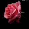 Ali_S_Ali's profile picture