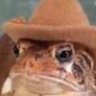 v chee's profile picture
