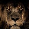 oflamenguista's profile picture