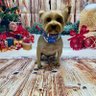 Yorkie 1966 profil fotoğrafı