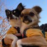 丑年生まれ牛柄チワワのつばき&かえで 🌸🌺🍁 profil fotoğrafı