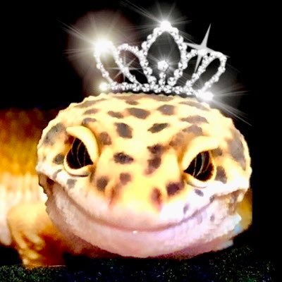 BitterCandy_LG's profile picture