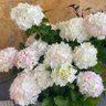 Фото профиля Liberty