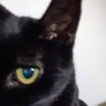 Lunaaaa's profile picture