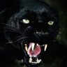 Panther🇦🇿🇺🇸 profil fotoğrafı