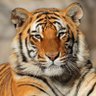 Фото профиля Macan2an