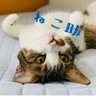 ねこ助^. ̫.^ 的头像