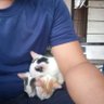 Soegondo AE 22 T's profile picture