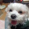 yoshitakacoco620's profile picture