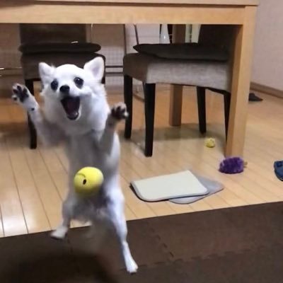 チワワのこむぎ's profile picture