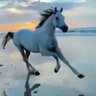 وهيب البرطي 的头像