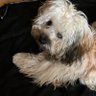 mein Billy 🐶 im Herzen ♥️ Sila an meiner Seite's profile picture