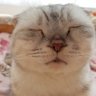 Фото профиля 🐈げみ