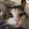 Profilbild von たまご
