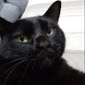 うらにゃん profil fotoğrafı