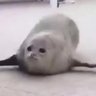 カカ男 的头像