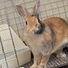 とっつー profil fotoğrafı