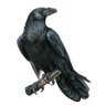 Morbak78's profile picture
