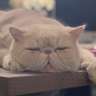 Profilbild von ちきちき