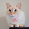 白玉ちゃん profil fotoğrafı