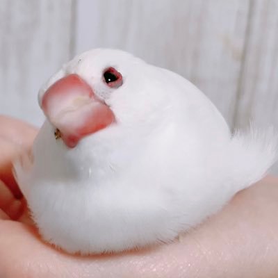 chikochiko1128's profile picture