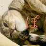 ねこもどき🐝's profile picture