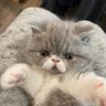 Fatso-on diet's profile picture