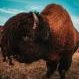 BisonMan profil fotoğrafı