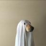 ؘ's profile picture