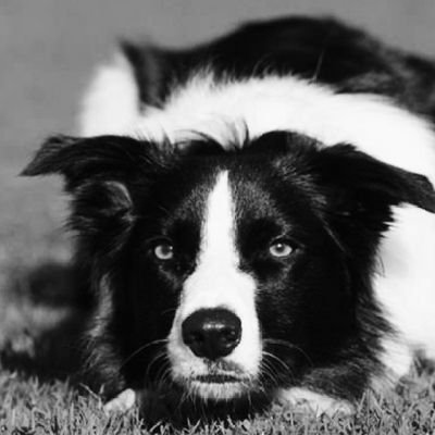 stokdog's profile picture