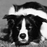Фото профиля Stokdog
