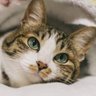 ニコ profil fotoğrafı