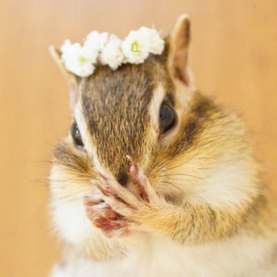 シマリスのソフィー🐿Sophie,Bikke&Tod's profile picture