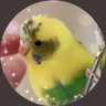 にこり✩.*˚🕊 的头像