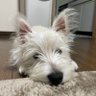 ウエスティのバロン's profile picture