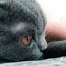 Фото профиля tom