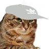 cat with hat 的头像