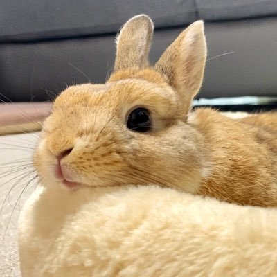 うさぎのうい🐰's profile picture