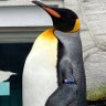 ペンギン(本体)'s profile picture