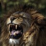 Profilbild von Lionheart