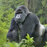 Mudisi Yannick's profile picture
