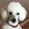ぼたん's profile picture