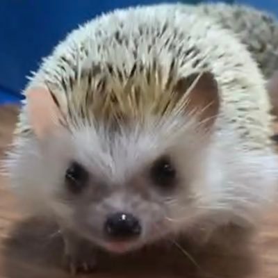 おもち's profile picture