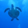はるみん🐬 profil fotoğrafı