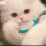 啦啦啦 profil fotoğrafı