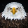 Peep's profile picture